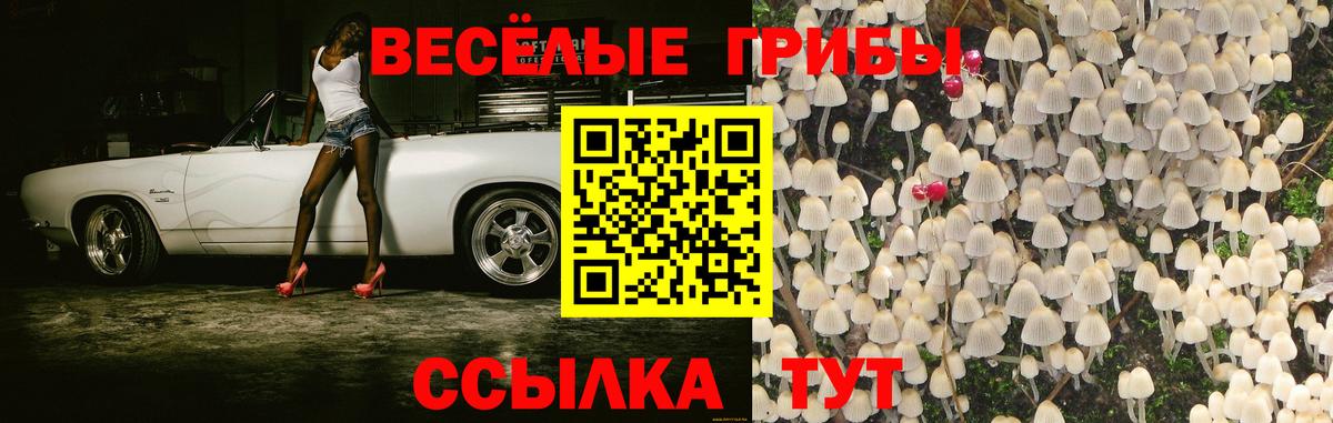 Псилоцибиновые грибы Psilocybe Ишимбай